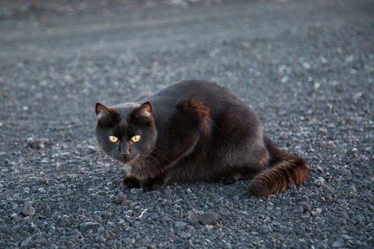 Kirkjubæjarklaustur エルドハルン ホリデー ホームヴィラ エクステリア 写真